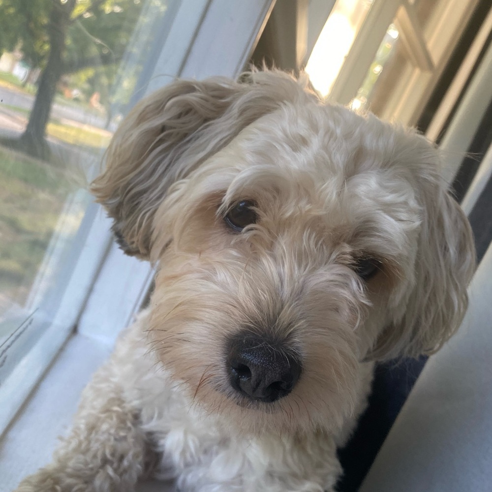 Meet your Posher, Callie